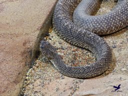 Haus des Meeres 4.02.2026